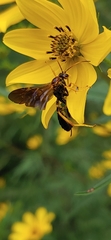 Agathilla bradleyi
