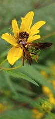 Agathilla bradleyi
