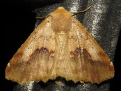 Certima turmalis