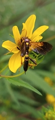 Agathilla bradleyi