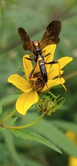 Agathilla bradleyi