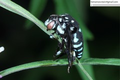 Thyreus himalayensis