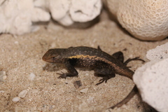 Sceloporus chrysostictus