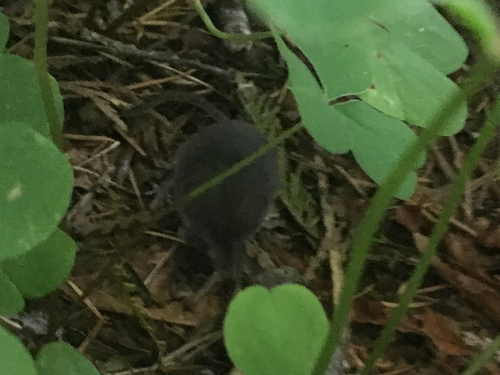 Trowbridge's Shrew