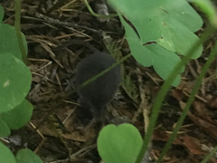 Sorex trowbridgii