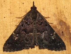 Image of Hypena peruvialis