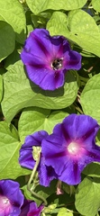 Ipomoea purpurea