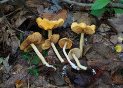 Cortinarius lewisii