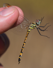 Hemicordulia intermedia