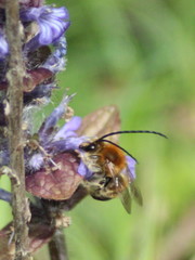 Eucera longicornis