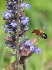 Eucera longicornis