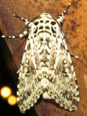 Lichnoptera