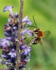 Eucera longicornis