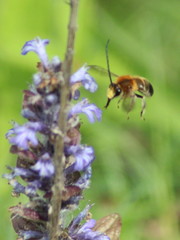 Eucera longicornis