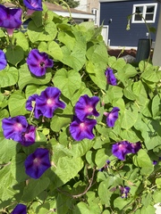 Ipomoea purpurea