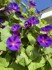 Ipomoea purpurea