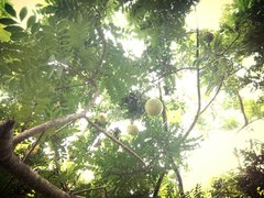 Cucurbita ecuadorensis