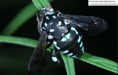 Thyreus himalayensis