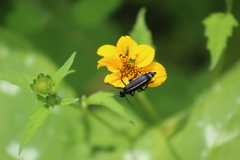 Epicauta cinctipennis