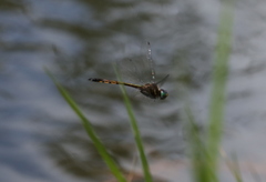 Hemicordulia similis