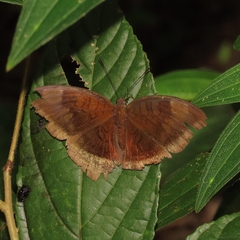 Adoliadini