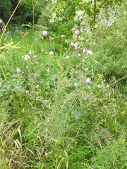 Cirsium arvense arvense