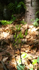 Soldanella montana