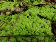 Sphagnum strictum