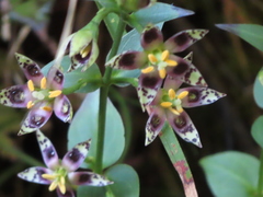 Swertia shintenensis