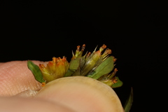 Bidens discoidea