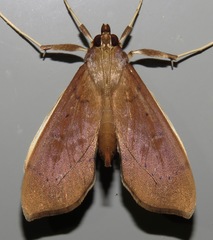 Anarmodia