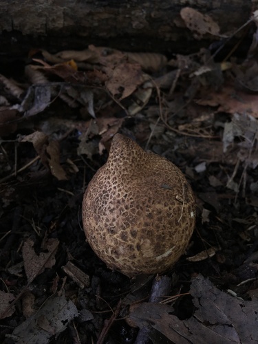 Trichaster