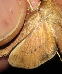 Anarmodia