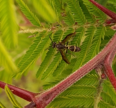 Polybia plebeja