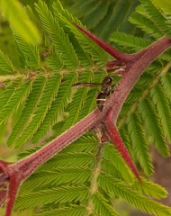 Polybia plebeja