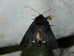 Melanchra assimilis