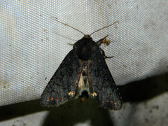 Melanchra assimilis