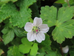 Geranium wilfordii