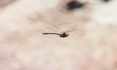 Hesperocordulia berthoudi