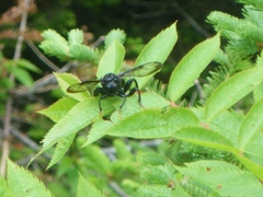 Cimbicidae