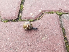 Cepaea nemoralis
