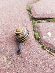 Cepaea nemoralis