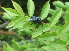 Cimbicidae