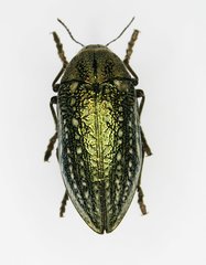 Julodis ehrenbergii