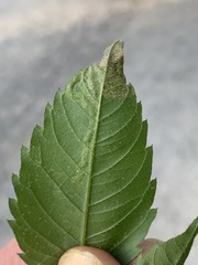 Liriomyza carphephori
