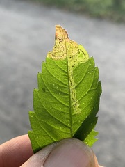 Liriomyza carphephori