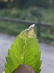 Liriomyza carphephori