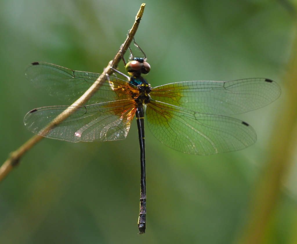 Idionyx carinatus