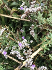 Limonium ramosissimum