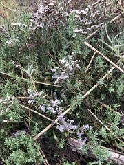Limonium ramosissimum